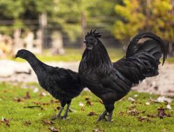 Terungkap! Rahasia Unik Ayam Cemani yang Serba Hitam, dari Mulai Bulu, Tulang dan Darah