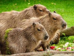 Kenapa Masbro Capybara Disebut Ikan oleh Vatikan? Ternyata Ini Alasannya