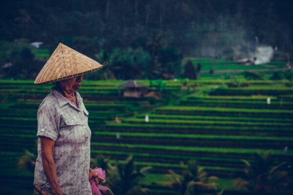 Petani