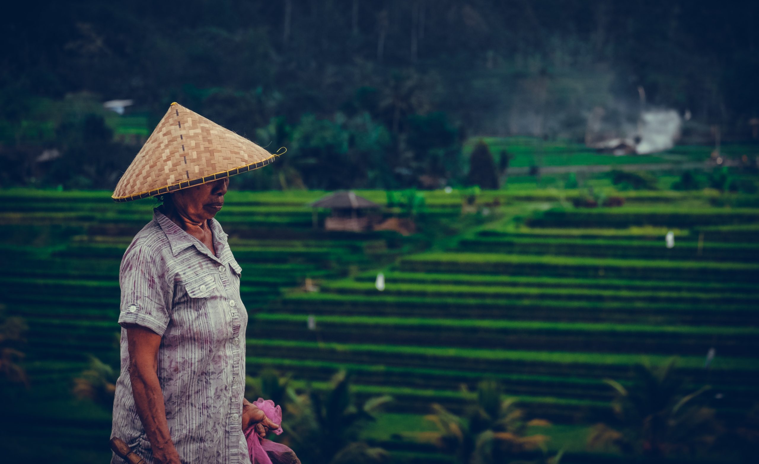 Petani